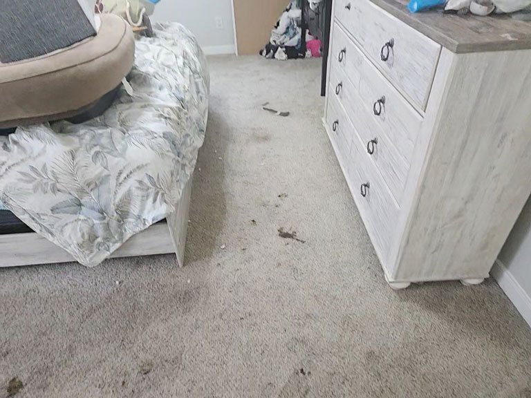 Heavily stained bedroom carpet before pet-stain cleaning
